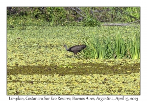 Limpkin