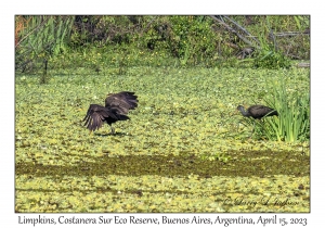 Limpkins