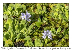 Water Hyacinth