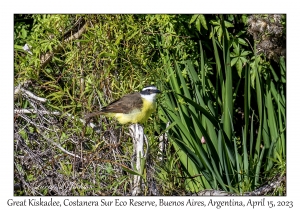 Great Kiskadee