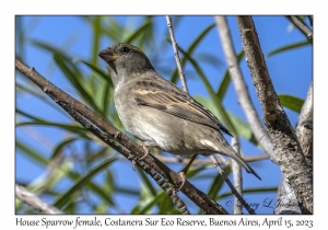 House Sparrow female