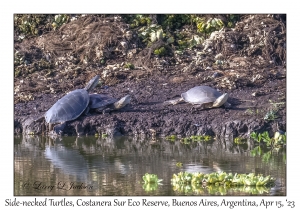 Side-necked Turtles