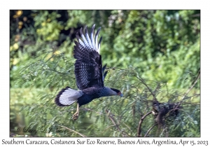 Southern Caracara