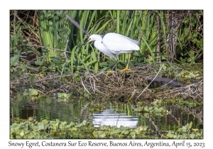 Snowy Egret