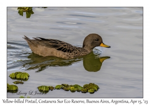 Yellow-billed Pintail