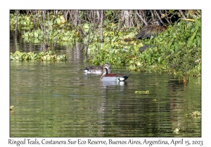 Ringed Teals