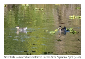 Silver Teals