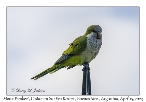 Monk Parakeet