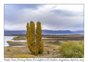 2023-04-16#7353 Poplar, Driving Photo, El Calafate to El Chalten, Argentina