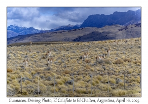 Guanacos