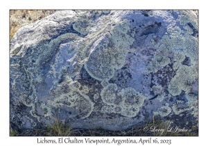 Lichen