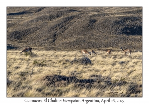 Guanacos