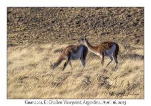 Guanacos