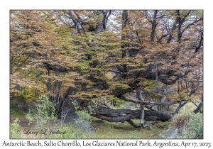 Antarctic Beech