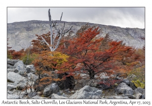 Antarctic Beech