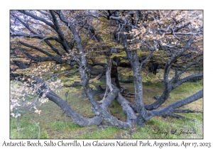 Antarctic Beech