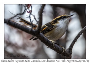 Thorn-tailed Rayadito