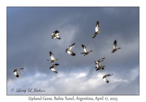 Upland Geese