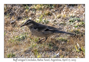 Buff-winged Cinclodes