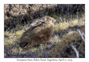 European Hare