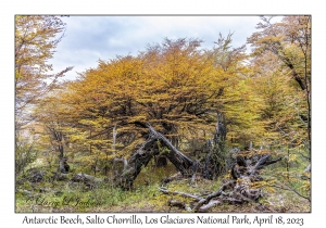 Antarctic Beech