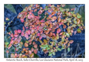 Antarctic Beech