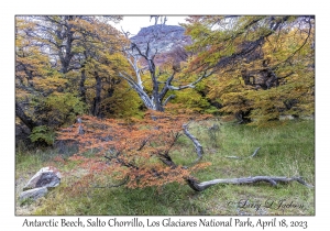 Antarctic Beech