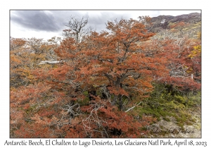 Antarctic Beech