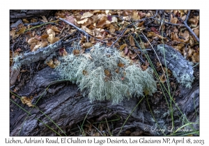 Lichen