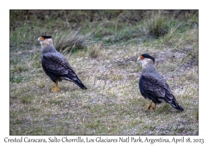 Crested Caracaras