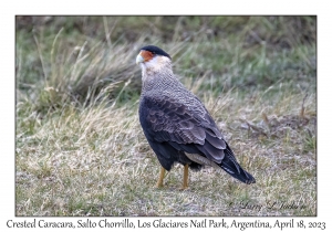 Crested Caracara