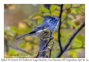 Tufted Tit Tyrant