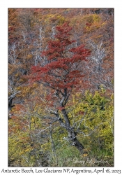 Antarctic Beech