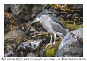 Black-crowned Night Heron