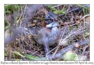 Rufous-collared Sparrow