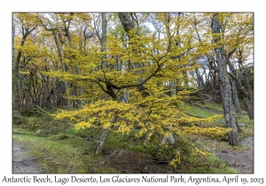 Antarctic Beech