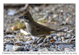 Common Diuca-Finch