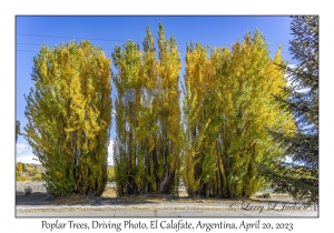 Poplar Trees