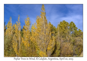 Poplar Trees