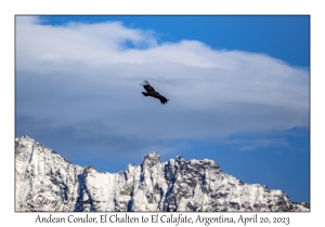 Andean Condor