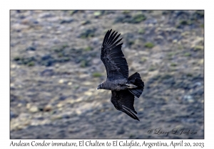 Andean Condor, immature