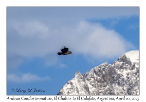 Andean Condor, immature