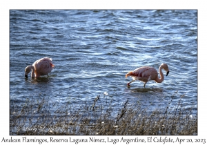 Andean Flamingos