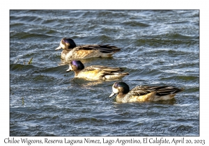 Chiloe Wigeons