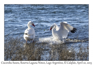 Coscoroba Swans