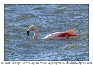 Andean Flamingo