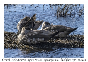 Crested Ducks