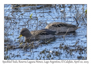 Speckled Teals