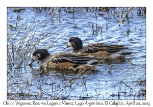 Chiloe Wigeons