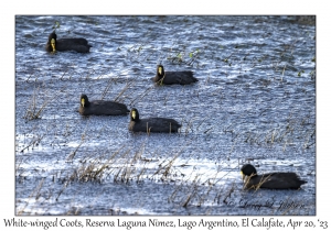 White-winged Coots